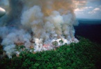 amazonios foties