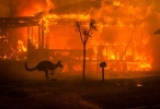 foties australia